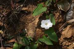 Merremia umbellata subsp. orientalis